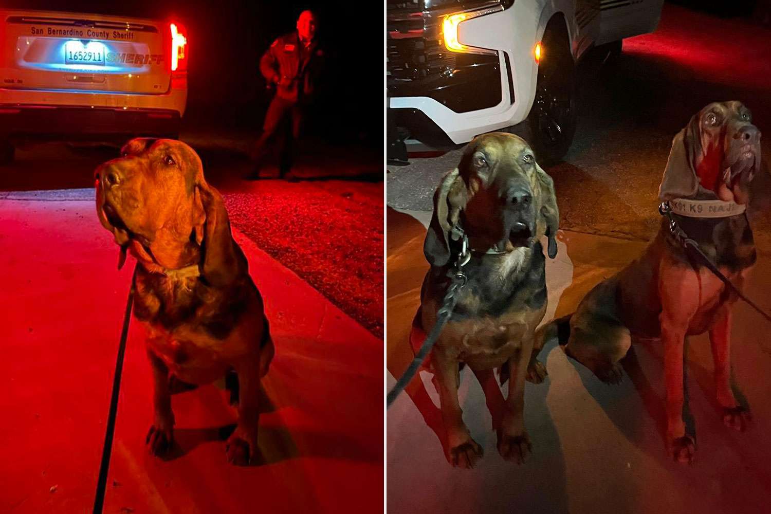 California detection dogs find missing injured woman after humans spend ...