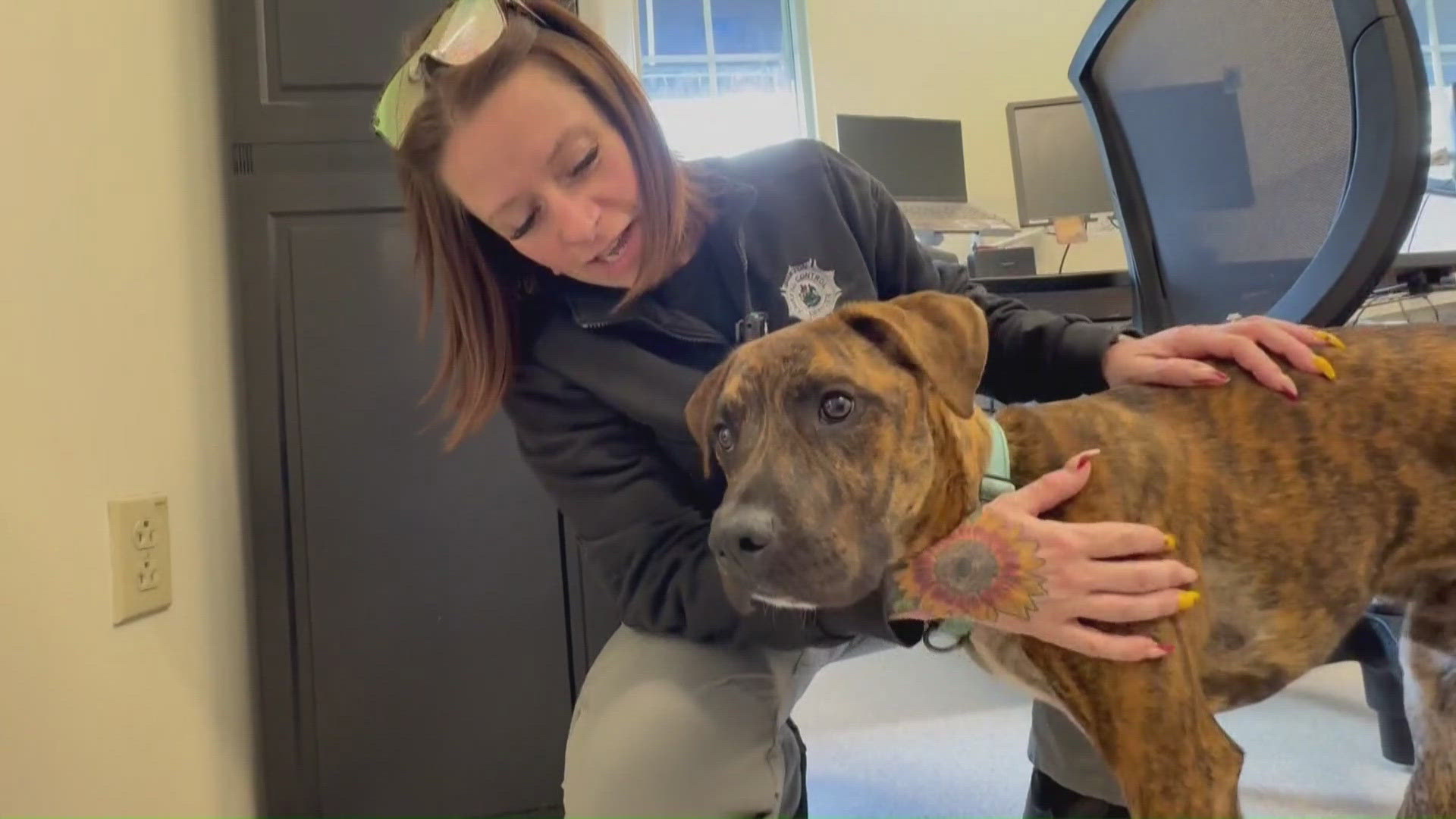 Update on Rico: This pup has healed after being hit by a car and needs ...