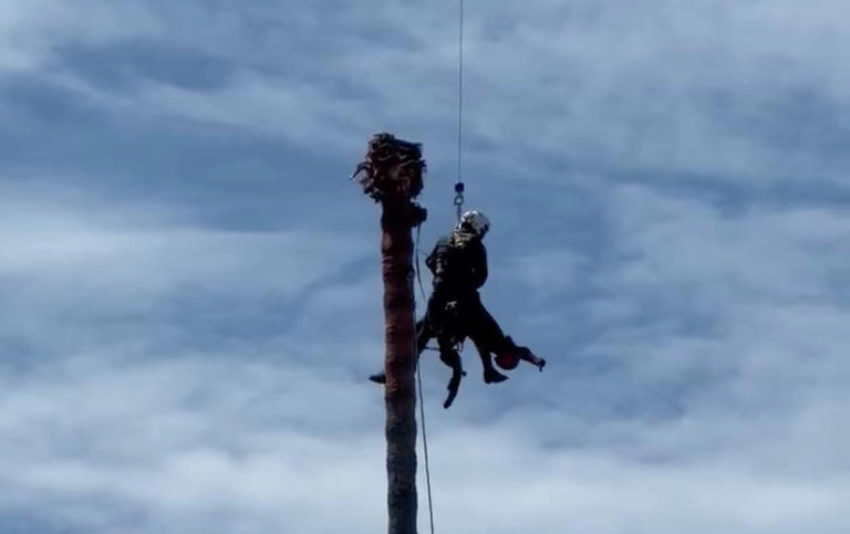 Unconscious tree worker rescued from 75-foot palm in Bay Area