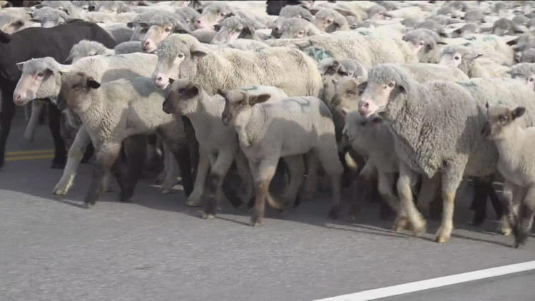 Another sheep crossing set for Highway 55 in Eagle