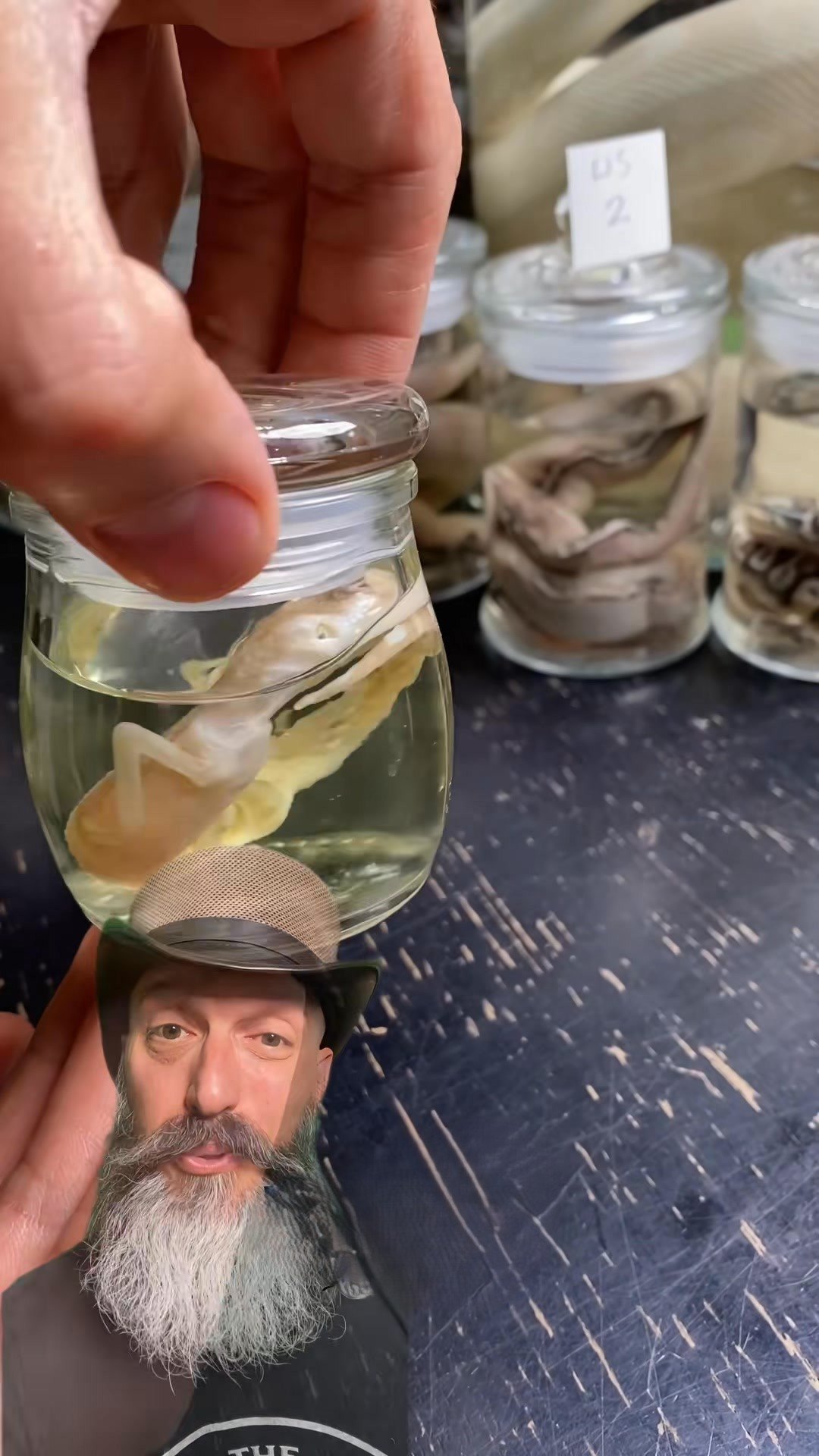 Wet specimen collection with the Molinaro Snake Lab