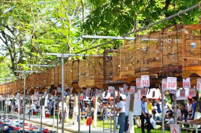 Ý kiến trái chiều quanh hội thi chim chào mào có thưởng: Ban tổ chức lên tiếng