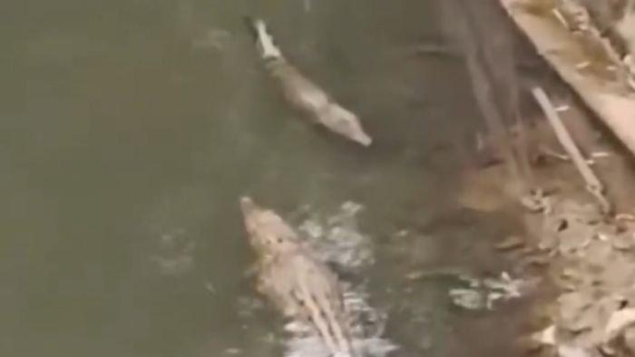 Penampakan 2 Buaya Viral di Sungai Bontang Kaltim
