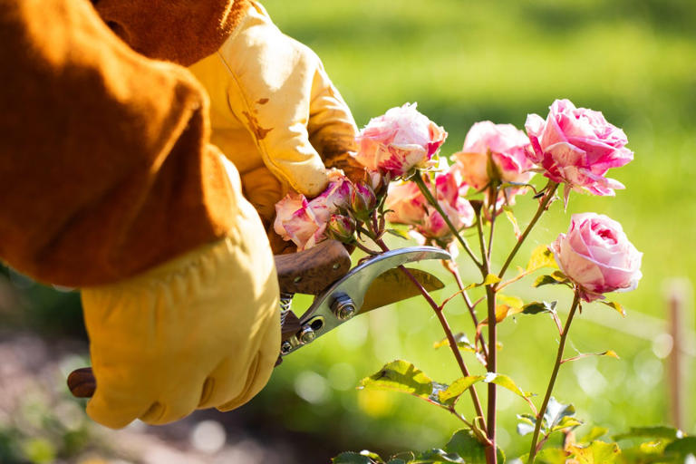 'I never go into the garden without this' — Monty Don reveals the top ...