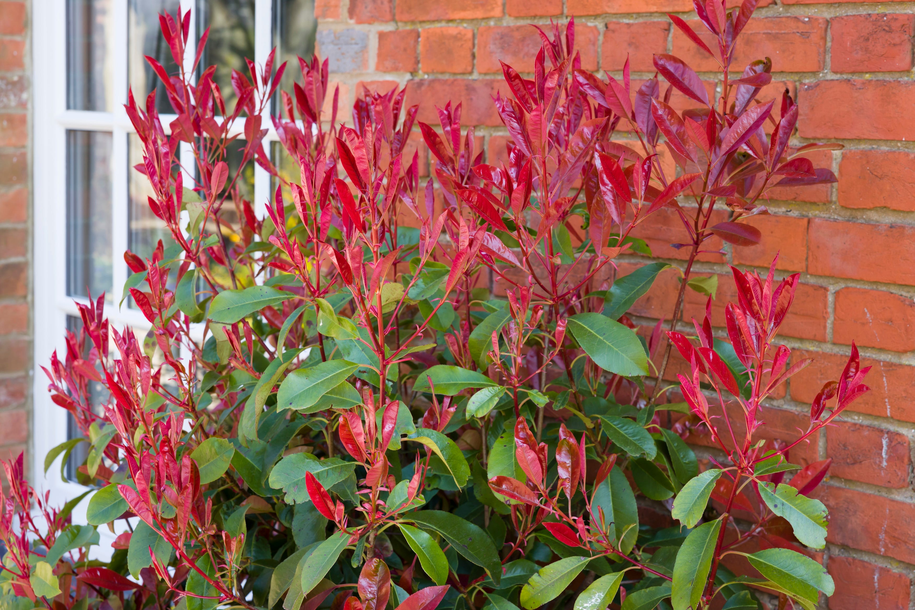 7 plants that block out neighbours better than a fence