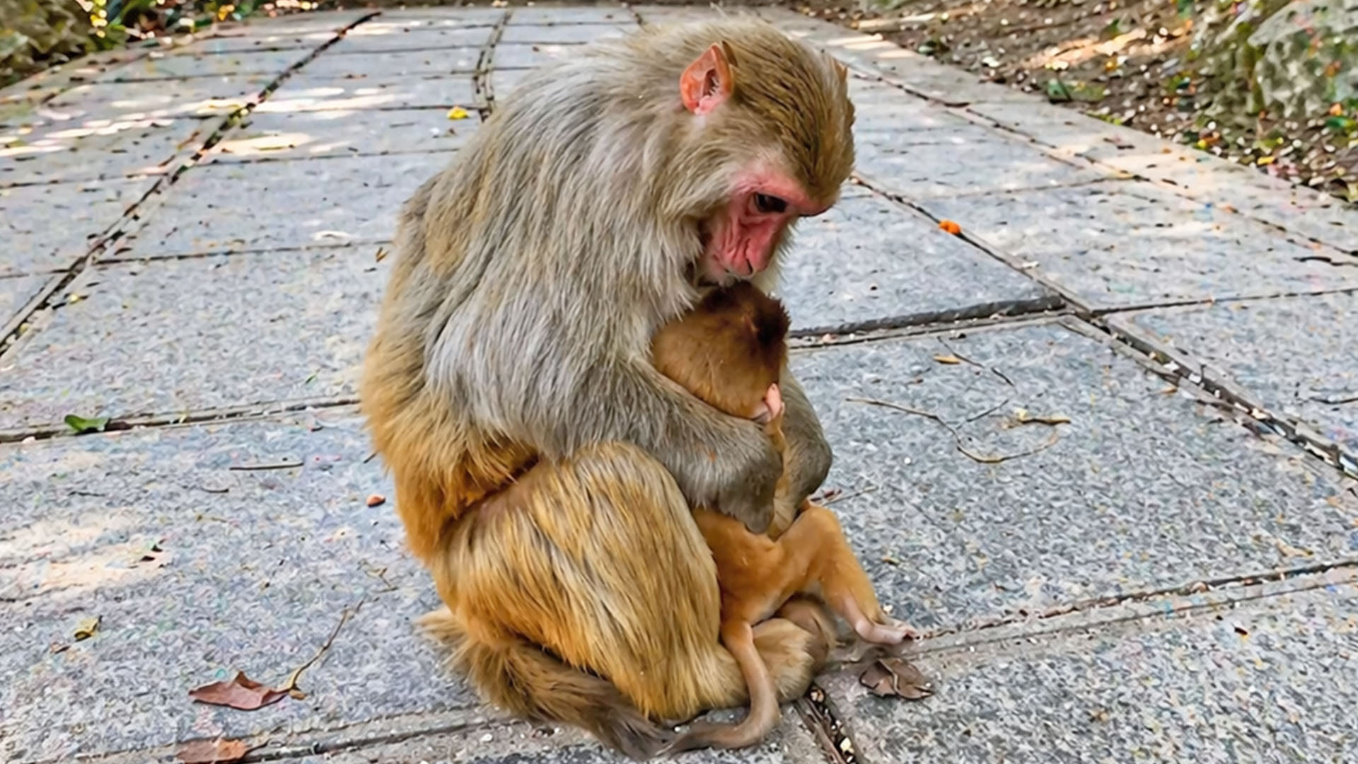 Een tedere interactie tussen moeder aap en haar baby