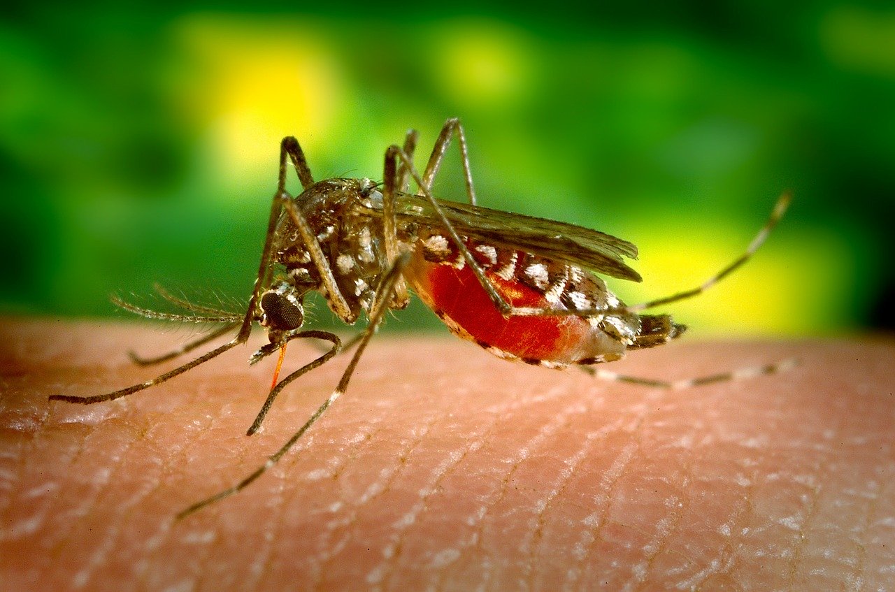 Morso della zanzara tigre: rimedi naturali efficaci