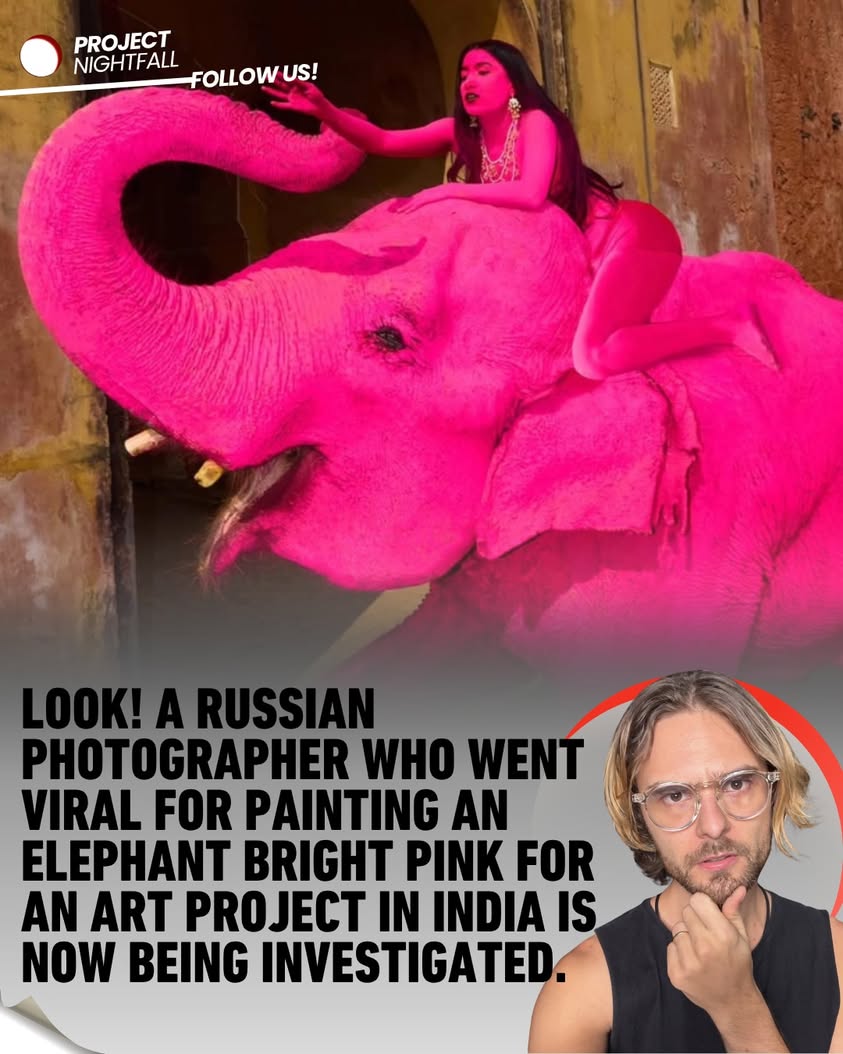 Pink elephant outrage: Ancient beast painted for art sparks global ...