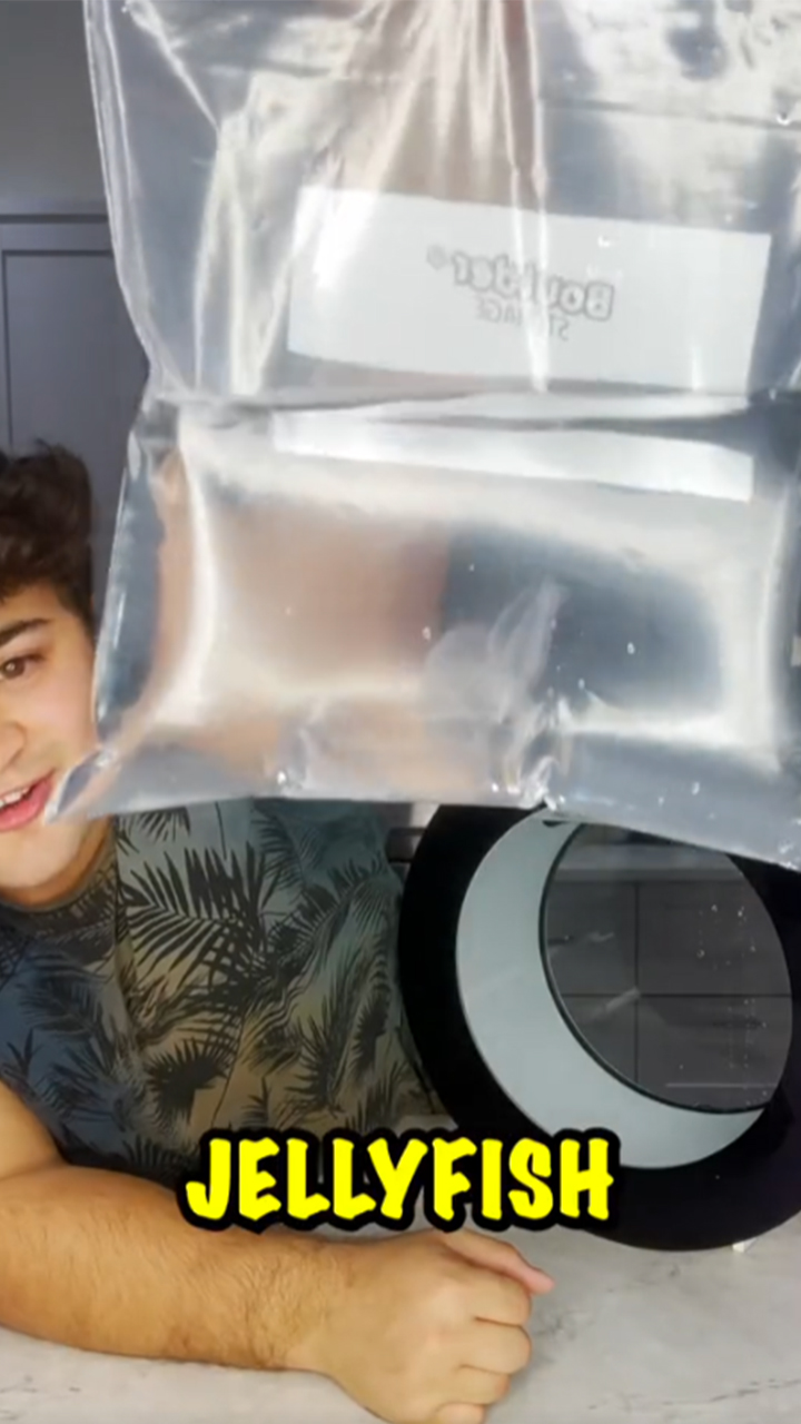 Shocking jellyfish tank update: One baby jellyfish disappeared