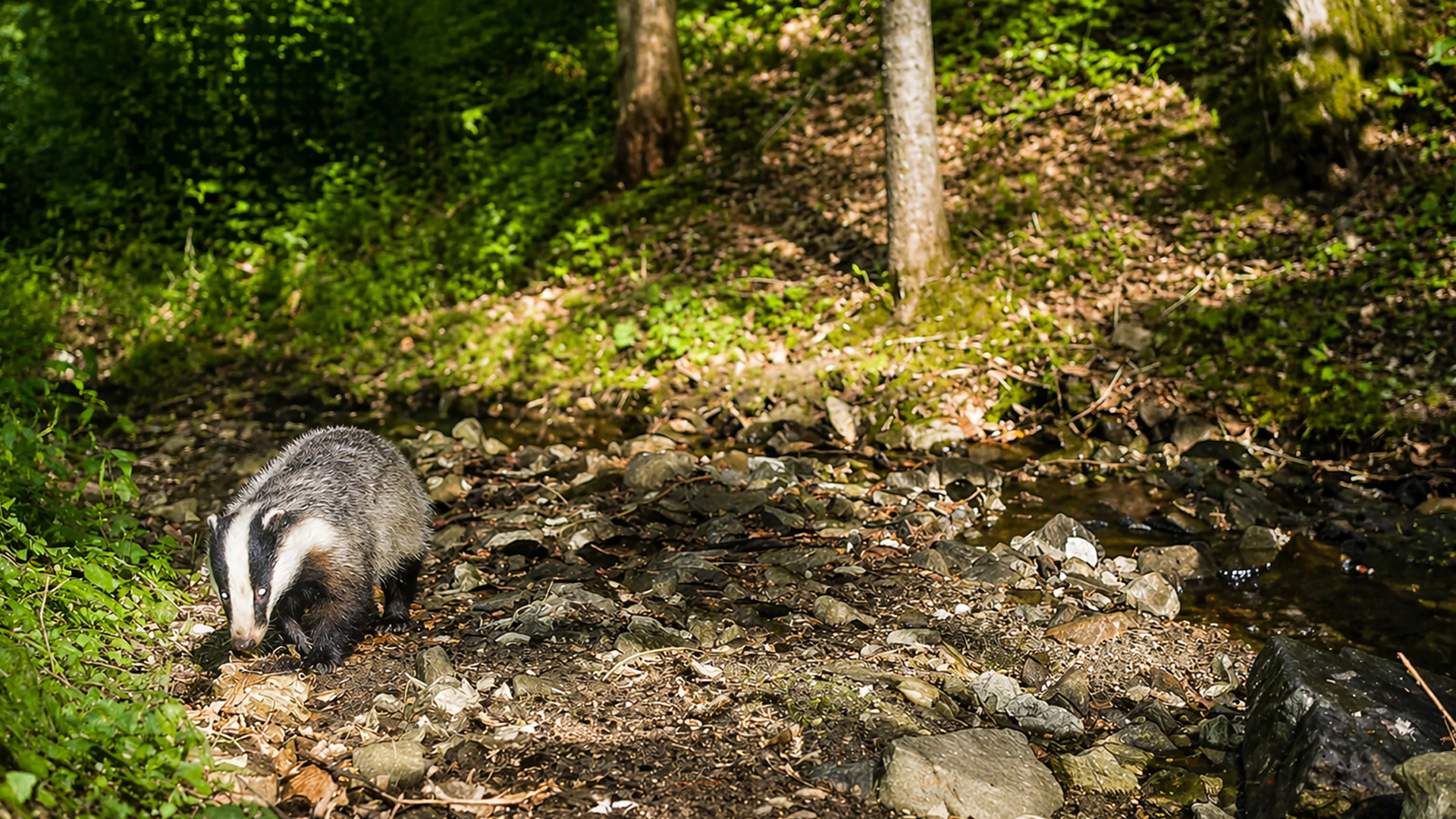 A curious badger walks into frame - camera trap footage