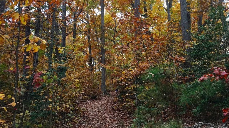Virginia's forested park only locals know about