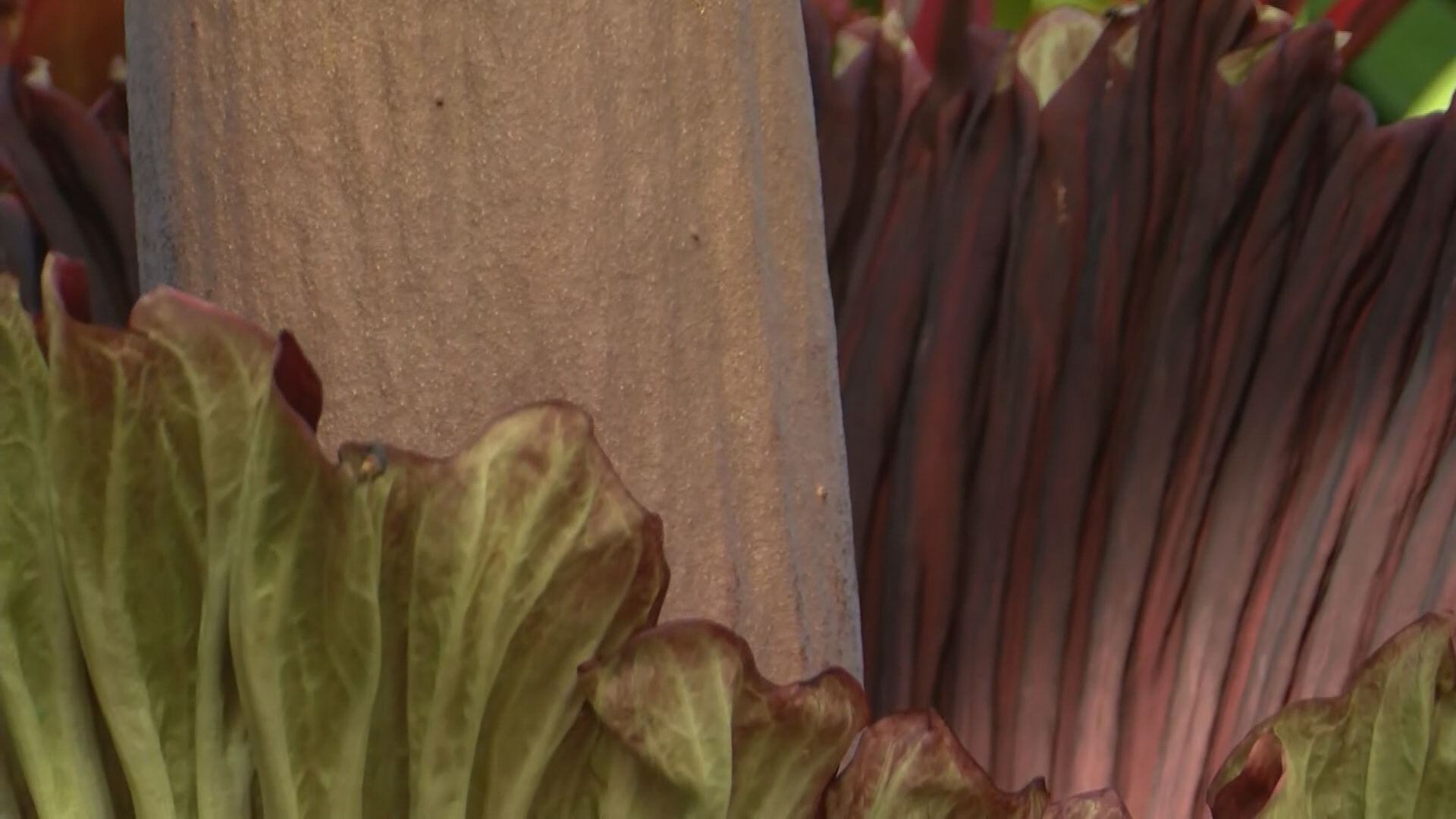 Corpse flower in bloom at the Foster Botanical Garden