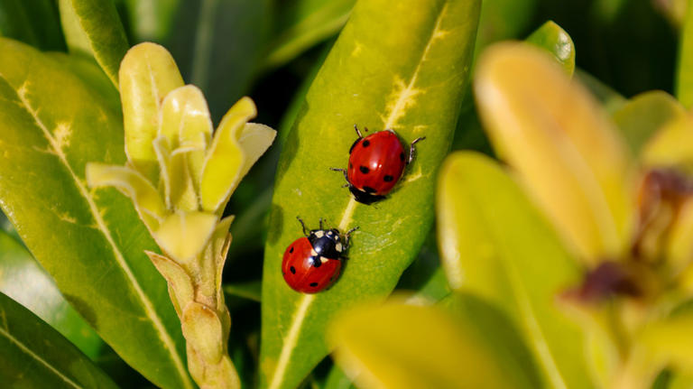 Here's why you might not see ladybugs in your yard anymore