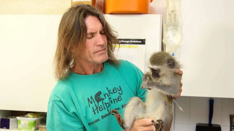 Exploring the effects of urbanisation on Durban's vervet monkey populations