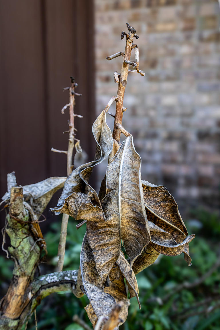 The Darwinian gardener brings out the dead