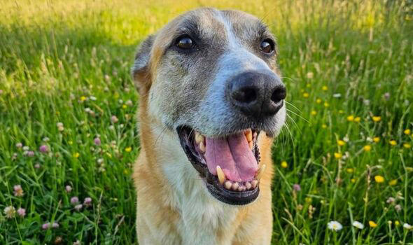 Loveable dog needs caring forever home after being beaten up in the street
