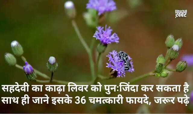 Exploring the benefits of sahadevi: A versatile herb
