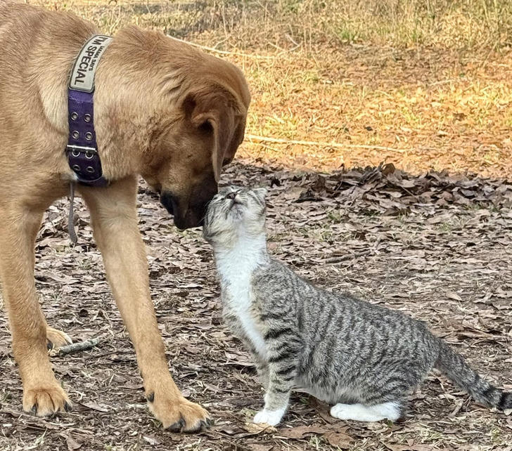 16 animal stories that prove kindness and pure love need no words