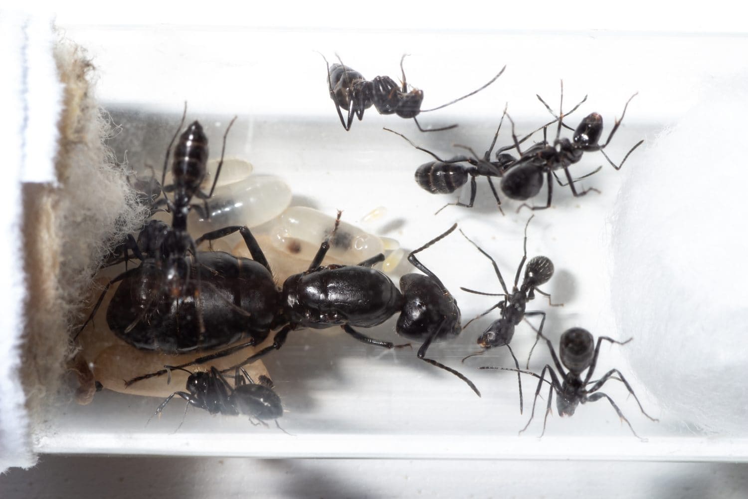 Kenya ant smuggling case exposes wildlife trafficking’s tiny new targets