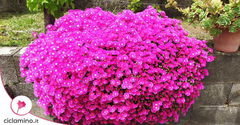 Al garden center non chiedere petunie e gerani ma cerca questi amanti ...