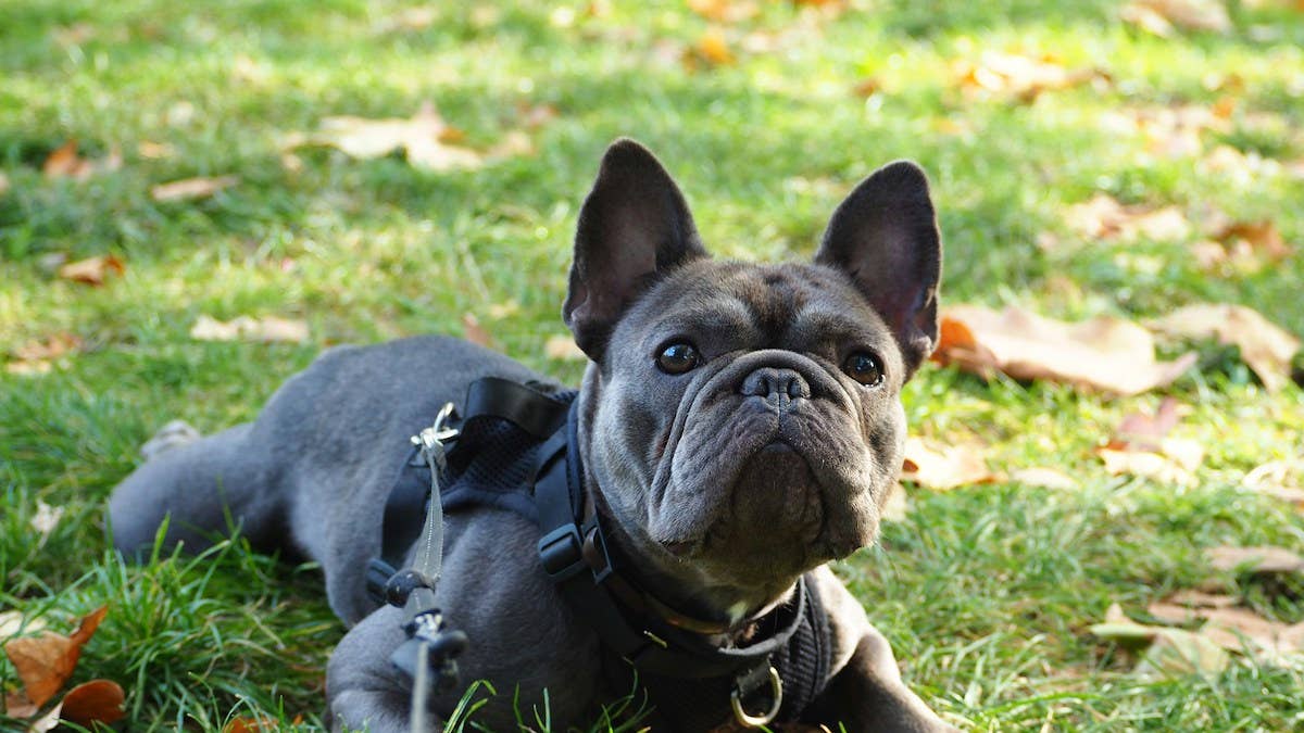 Famous dog dad jokes: When any Frenchie does this signature move ...