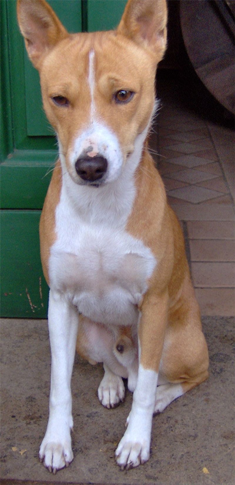 13 independent dog breeds that rarely listen
