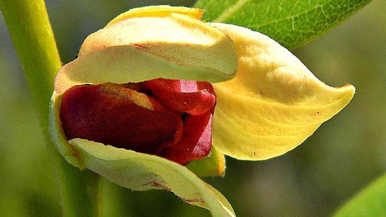 The rare fruit-producing plant you won't find growing outside of Florida