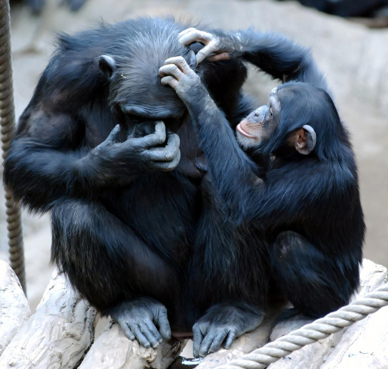 Inside 18 years of ape minds, a vast record that may upend how human ...
