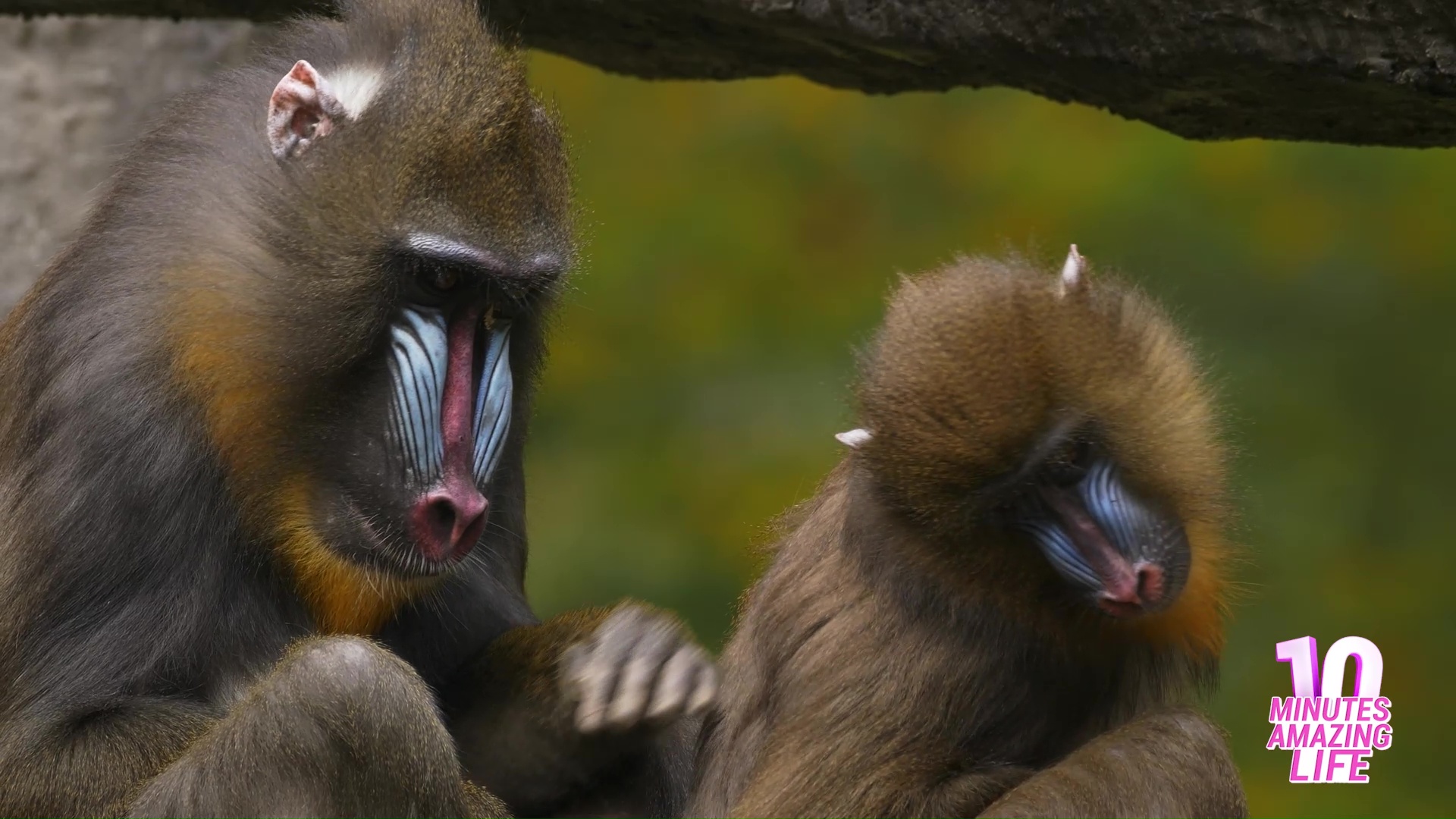 Mandrill pair shares rare calm social interaction