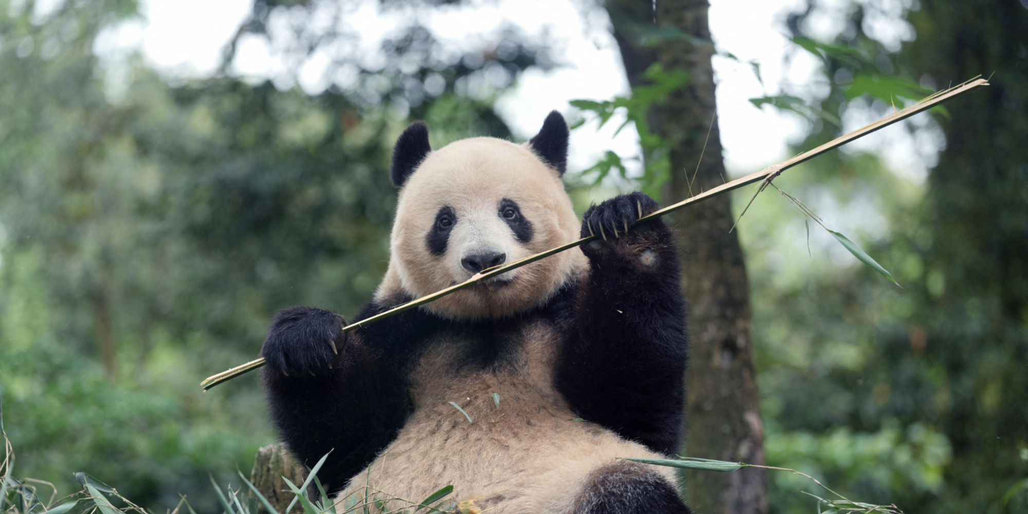 « Diplomatie du panda » : un couple de pandas géants chinois va être ...