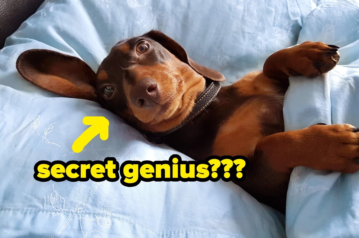 People are sharing stories of the moments their pets were really ...