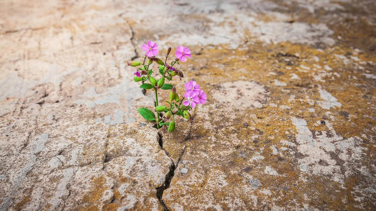 Say goodbye to weeds growing in concrete cracks with one quick no-pull fix
