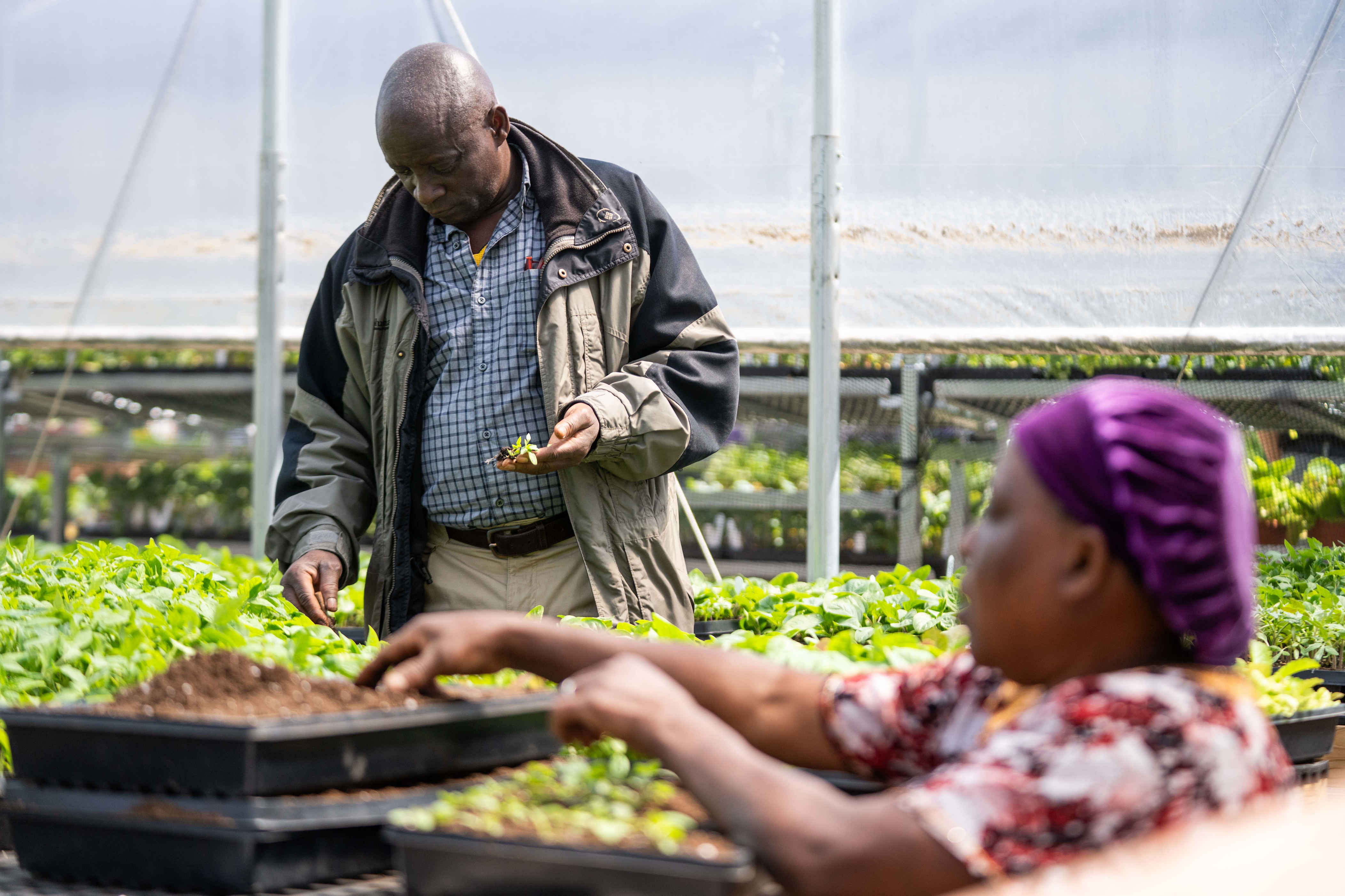 Nonprofit opens permanent greenhouse for refugee farming program
