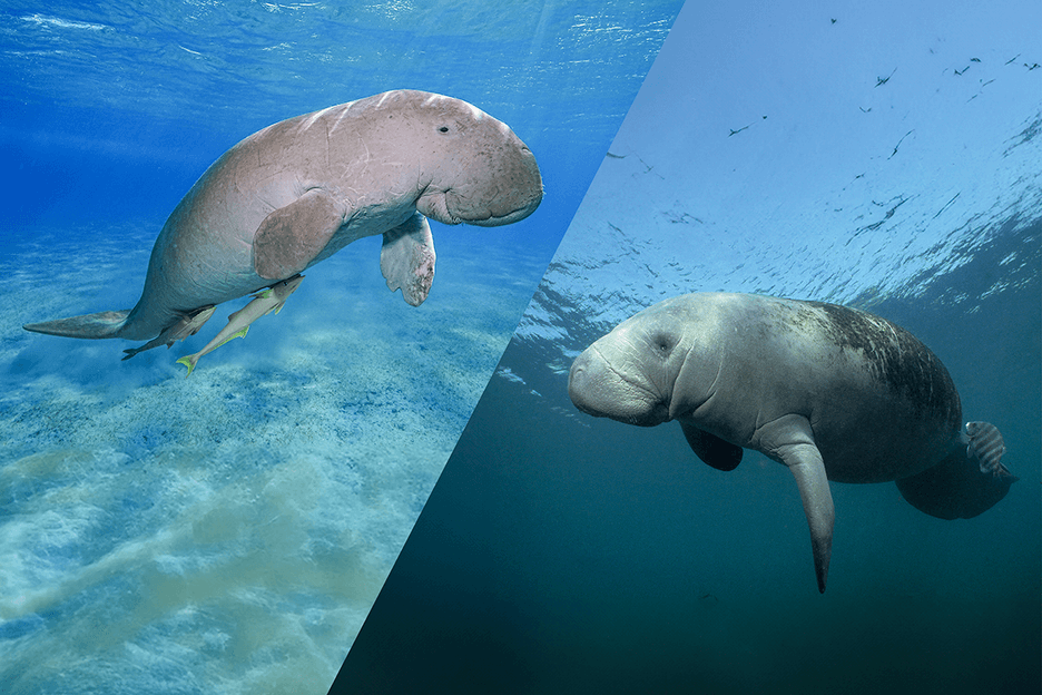 dugong-vs-manatee-what-s-the-difference-between-these-two-floaty