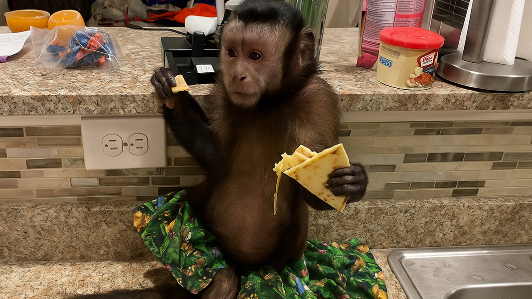 Monkey snacks on flatbread in kitchen