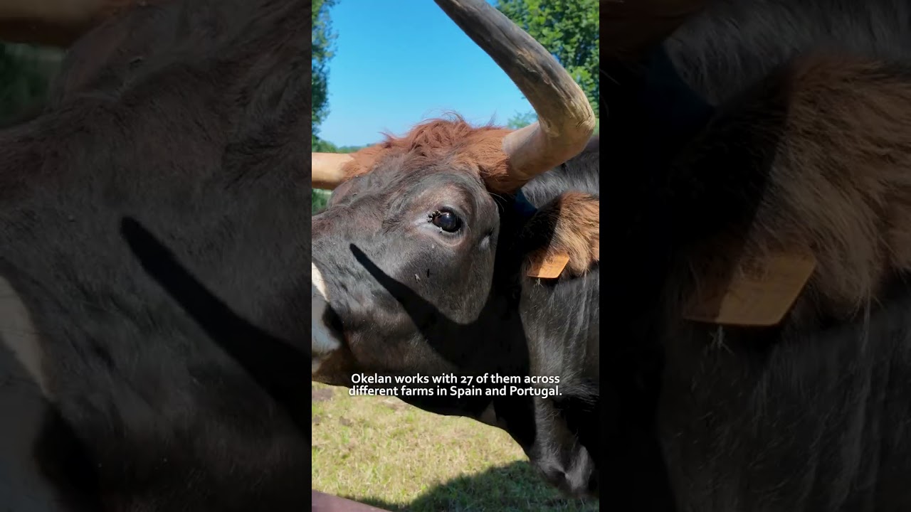 Why native oxen breeds make superior quality meat