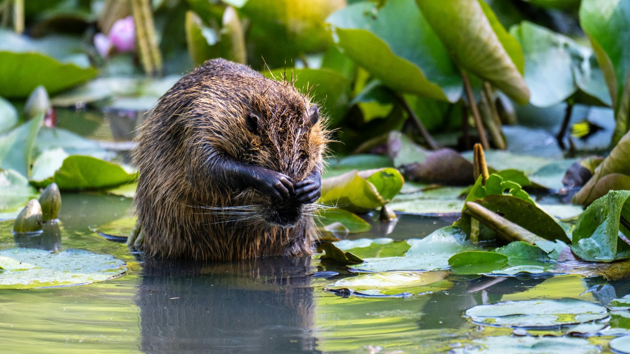 Beavers may help buffer climate impacts by restoring wetlands and streams