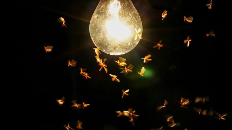 15 important tasks to complete if you're suddenly seeing more bugs at home