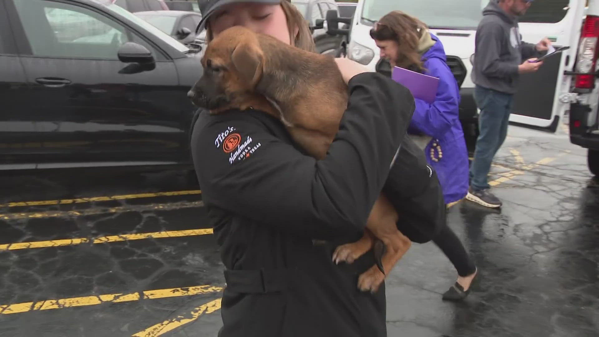 Texas rescue dogs arrive in Buffalo