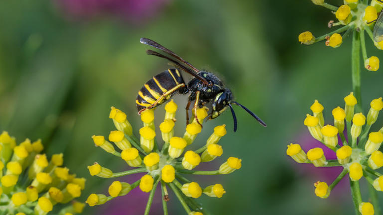 The cucumber hack gardeners say can keep yellow jackets out of your yard