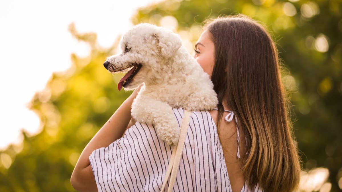 7 small companion dogs that are easy to care for