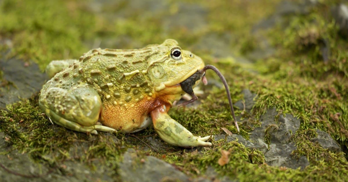 How an African bullfrog exhausted a deadly boomslang while barely moving