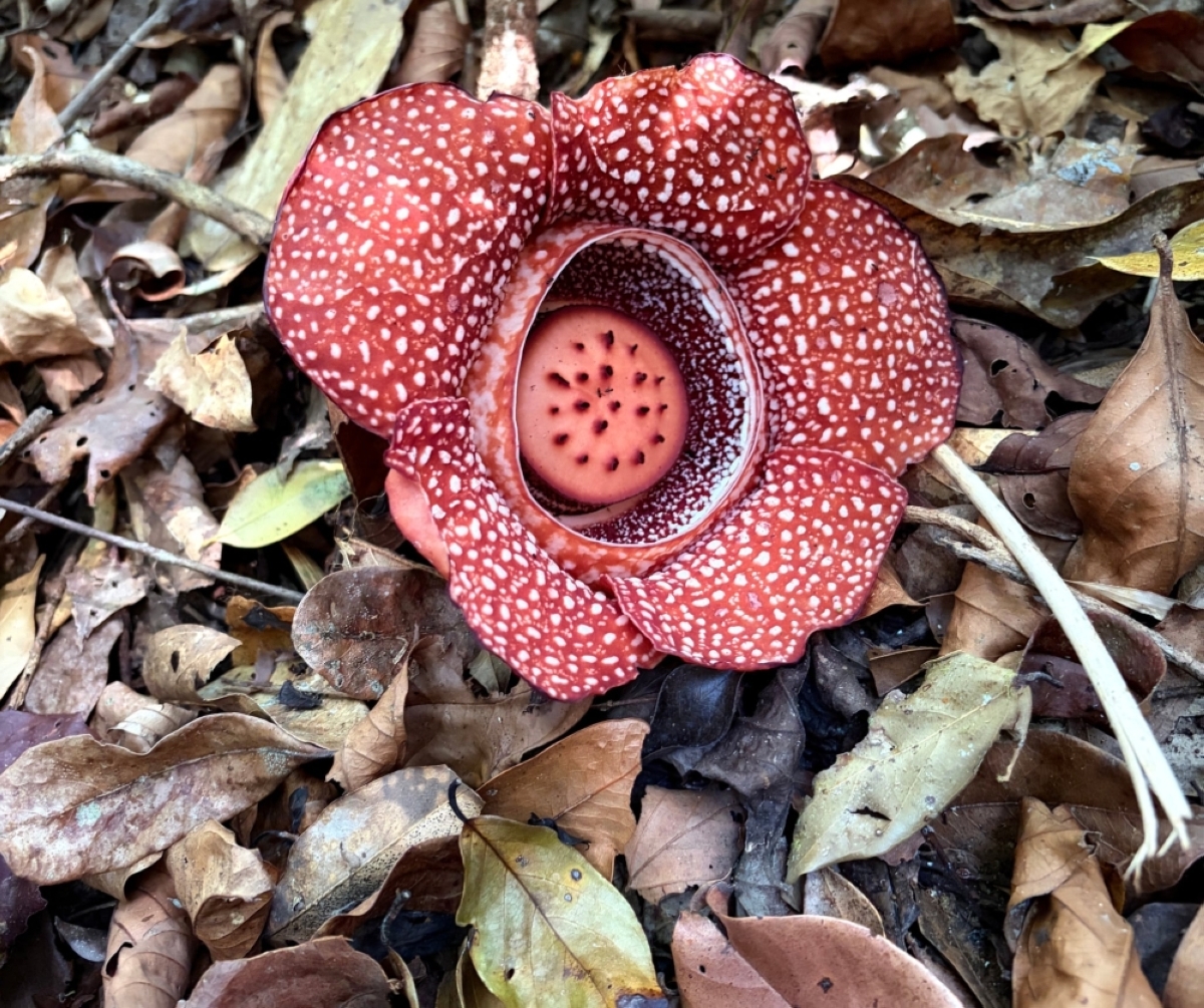 Rare Rafflesia lagascae found in Bulacan