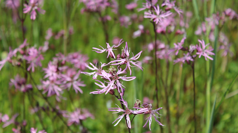 The easy-to-grow pink flower that is perfect for your wild garden