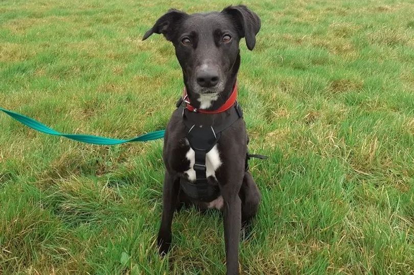 Four Devon rescue dogs hoping for a second chance at happiness