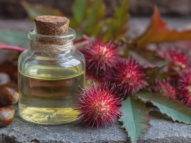 The benefits of castor oil: uses and precautions