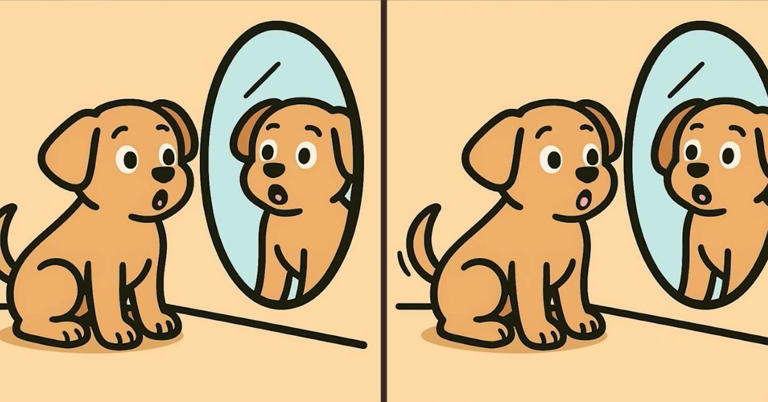 This dog and mirror spot the difference puzzle is fooling everyone ...