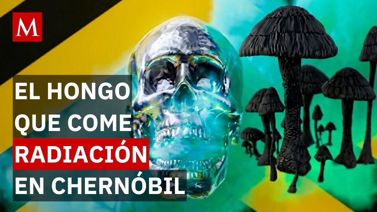 Descubren extraña especie en Chernóbil que come radiación y la vuelve ...