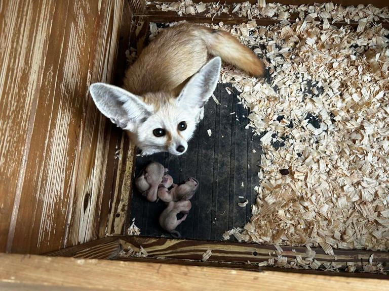 Wildlife park welcomes 6 newborn fennec foxes