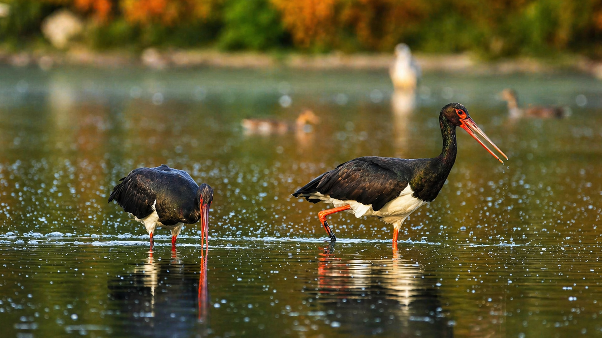 A camera trap shows what happens when two birds hunt side by side